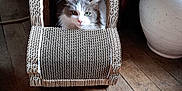 Iron participe au concours pour gagner de l'argent avec cette photo : animal, box, car_shape, cardboard, cat, cozy, cute, domestic, eyes, floor, fluffy, furniture, home, indoor, pet, pottery, relaxed, scratching_post, whiskers, wooden_floor