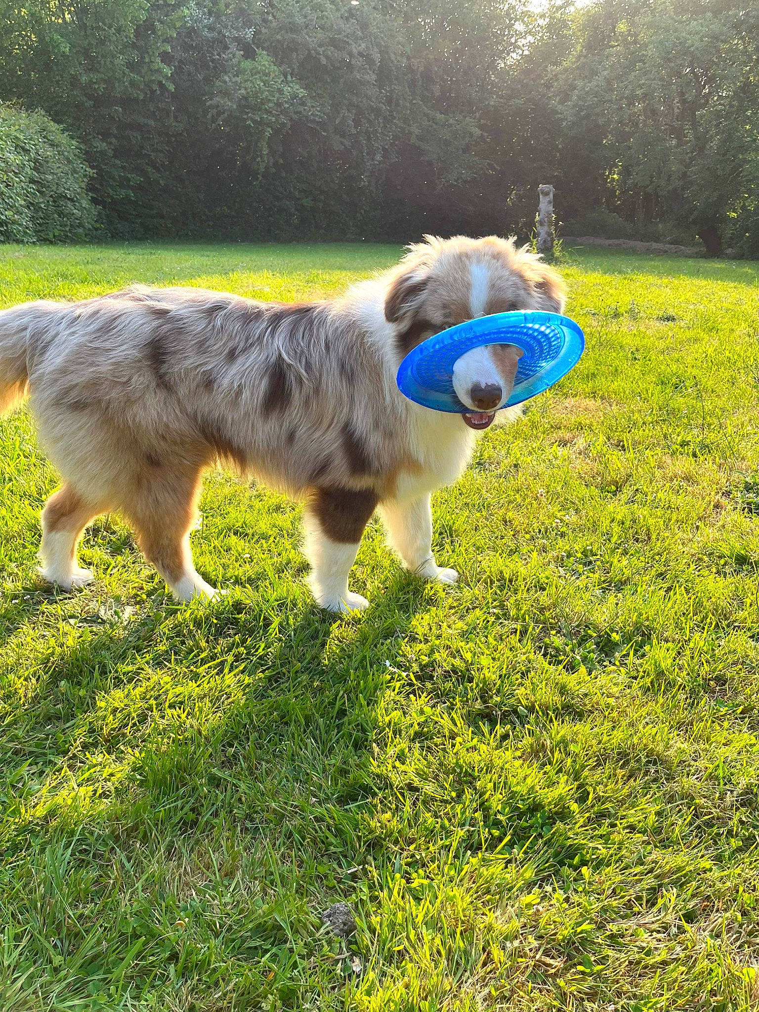 Taiko participe au concours pour gagner de l'argent avec cette photo : agriculture, canidae, carnivore, companion_dog, dog, dog_breed, electric_blue, fawn, grass, grass_family, grassland, green, groundcover, lawn, meadow, plant, sporting_group, tail, tree, working_animal