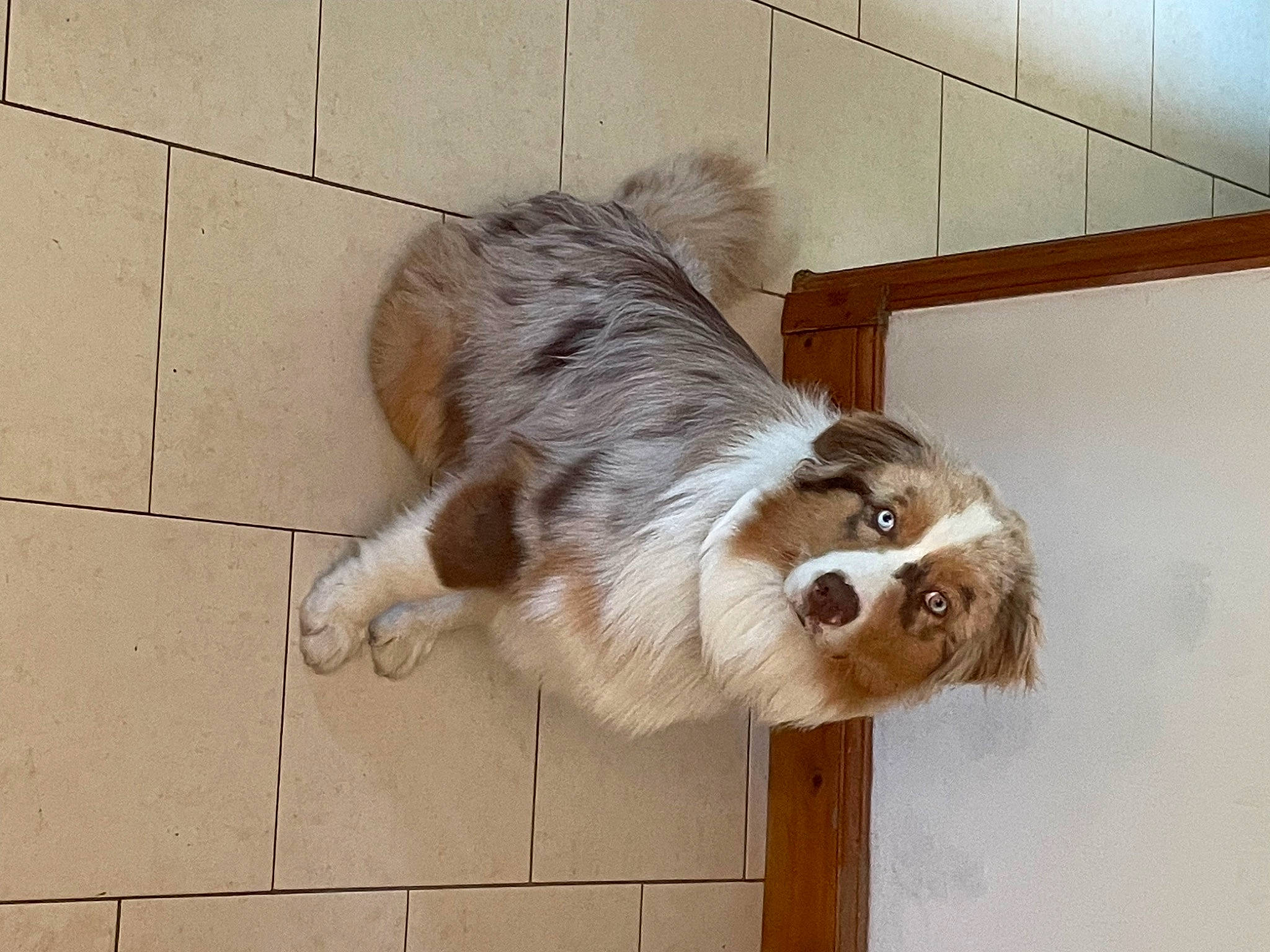 Taiko a rejoint le concours — aidez-le/la à gagner de superbes lots ! canidae, carnivore, companion_dog, dog, dog_breed, fawn, felidae, fur, gun_dog, liver, paw, pet_supply, snout, spaniel, sporting_group, tail, terrestrial_animal, whiskers, wood, working_animal