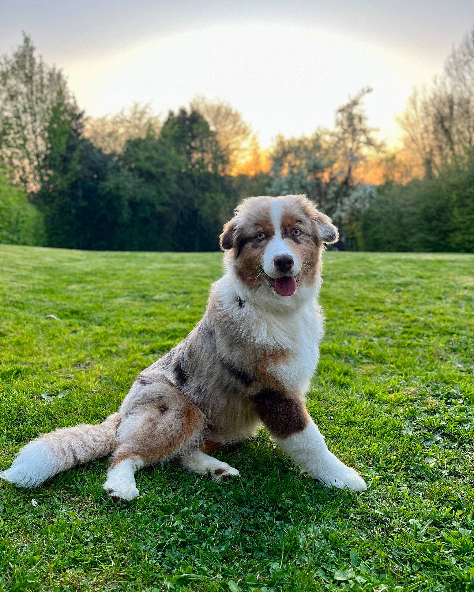 Taiko a rejoint le concours — aidez-le/la à gagner de superbes lots ! canidae, carnivore, cloud, companion_dog, dog, dog_breed, fawn, grass, grassland, landscape, lawn, pasture, plant, sky, snout, sporting_group, tail, tree, working_animal, working_dog