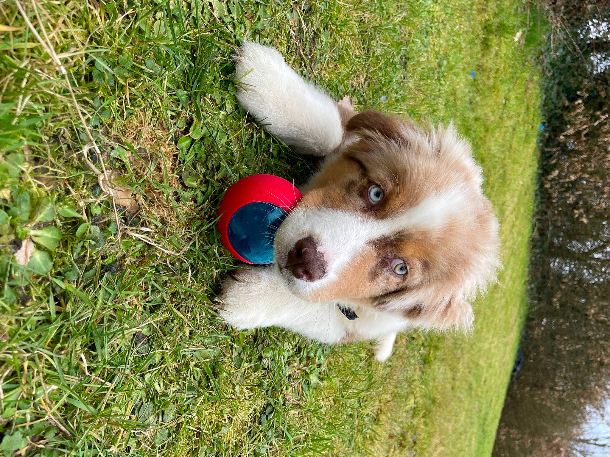 Taiko a rejoint le concours — aidez-le/la à gagner de superbes lots ! ball, carnivore, companion_dog, dog, dog_breed, dog_toy, football, grass, herding_dog, plant, retriever, soccer_ball, sporting_group, sports_equipment, sports_toy, tree, water, whiskers, working_animal, working_dog