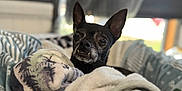 Lucy joined the competition — help win amazing prizes! dog, small_dog, black_dog, blanket, cozy, indoors, pet, fur, ears, cute, curious, soft, resting, comfort, portrait, animal, companion, snuggled, home, relaxed