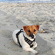 Usko participe au concours pour gagner de l'argent avec cette photo : dog, beach, sand, sea, water, waves, harness, brown_coat, white_coat, pet, canine, outdoor, relaxing, sunlight, nature, calm, animal, summer, vacation, leisure