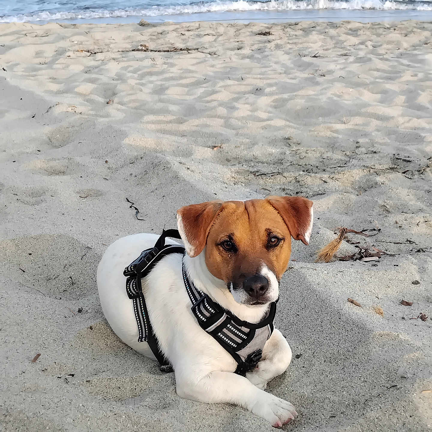Usko participe au concours pour gagner de l'argent avec cette photo : animal, beach, brown_coat, calm, canine, dog, harness, leisure, nature, outdoor, pet, relaxing, sand, sea, summer, sunlight, vacation, water, waves, white_coat