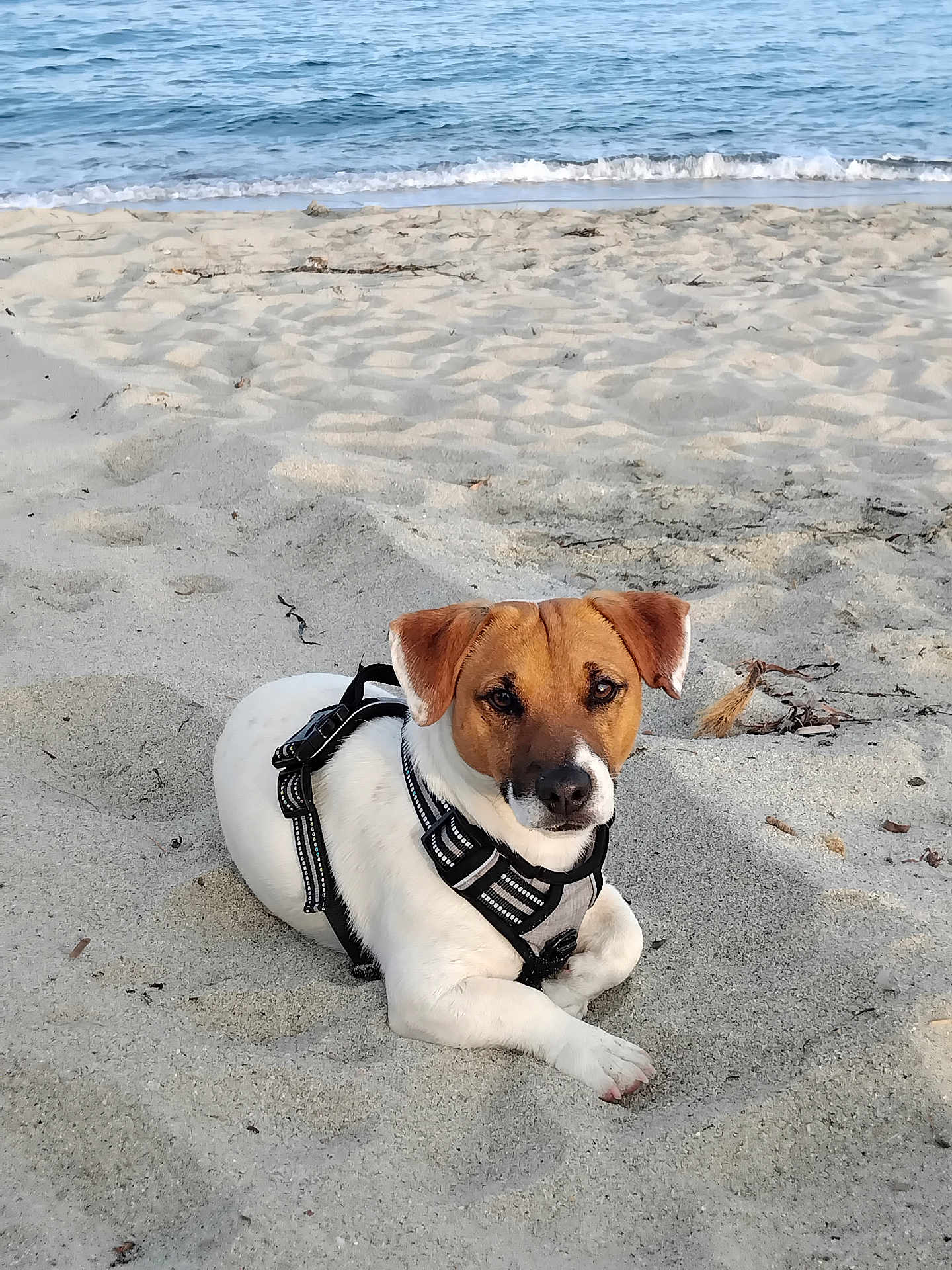 Usko participe au concours pour gagner de l'argent avec cette photo : dog, beach, sand, sea, water, waves, harness, brown_coat, white_coat, pet, canine, outdoor, relaxing, sunlight, nature, calm, animal, summer, vacation, leisure