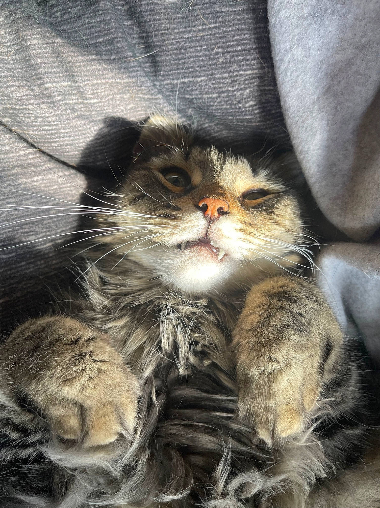 Fred joined the competition — help win amazing prizes! art, carnivore, cat, claw, domestic_short_haired_cat, fawn, felidae, fur, grass, paw, sitting, small_to_medium_sized_cats, snout, tail, terrestrial_animal, whiskers