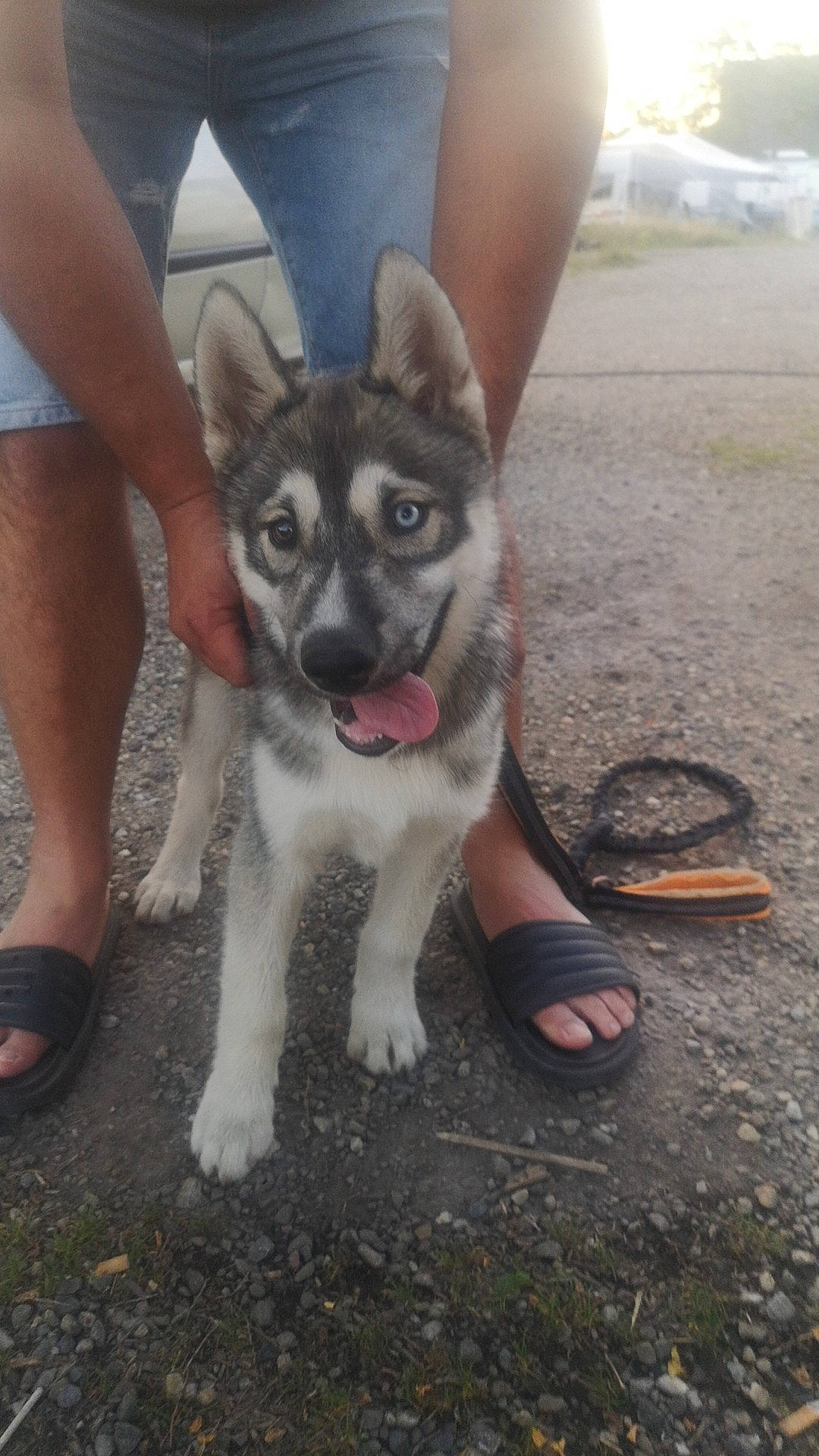 Thor a rejoint le concours — aidez-le/la à gagner de superbes lots ! canidae, carnivore, companion_dog, dog, dog_breed, fawn, foot, fur, grass, human_leg, leg, sandal, shoe, shorts, siberian_husky, sled_dog, snout, sporting_group, thigh, working_animal