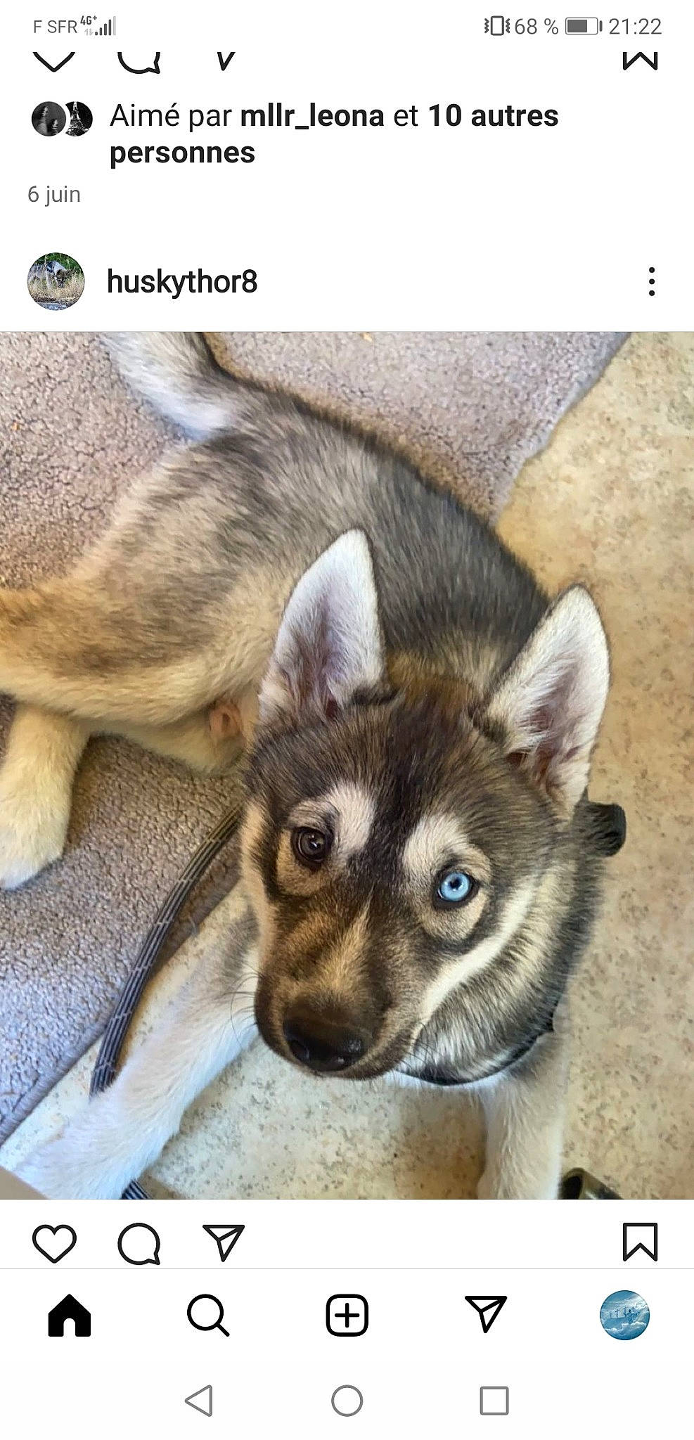 Thor a rejoint le concours — aidez-le/la à gagner de superbes lots ! carnivore, comfort, companion_dog, dog, dog_breed, eyelash, fawn, font, foot, fur, paw, photo_caption, photograph, rectangle, snapshot, snout, square, terrestrial_animal, whiskers, working_animal