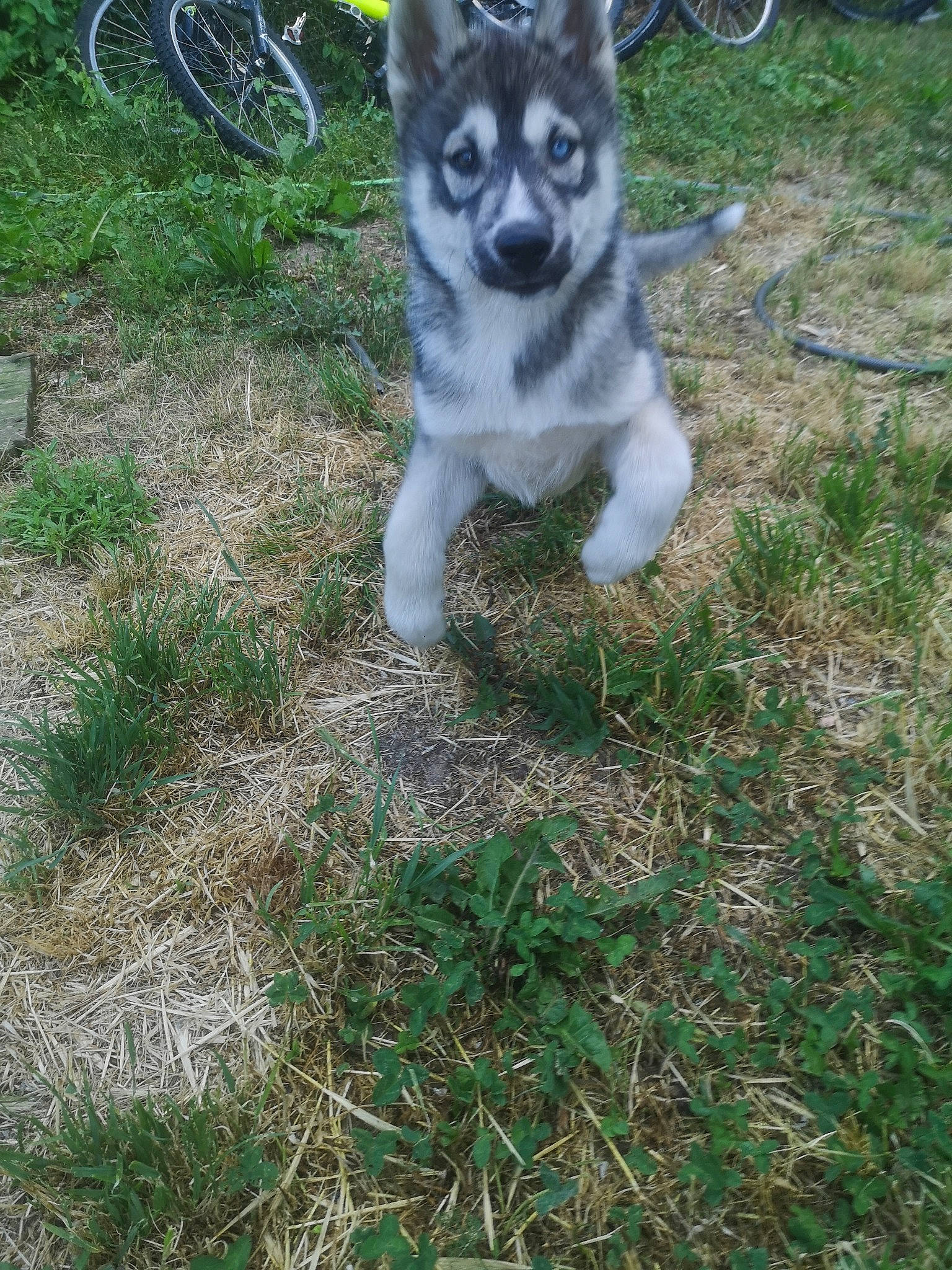 Thor a rejoint le concours — aidez-le/la à gagner de superbes lots ! canis, carnivore, dog, dog_breed, fur, grass, groundcover, lawn, plant, siberian_husky, sled_dog, soil, spoke, sporting_group, tail, terrestrial_animal, tire, wheel, wolf, working_dog