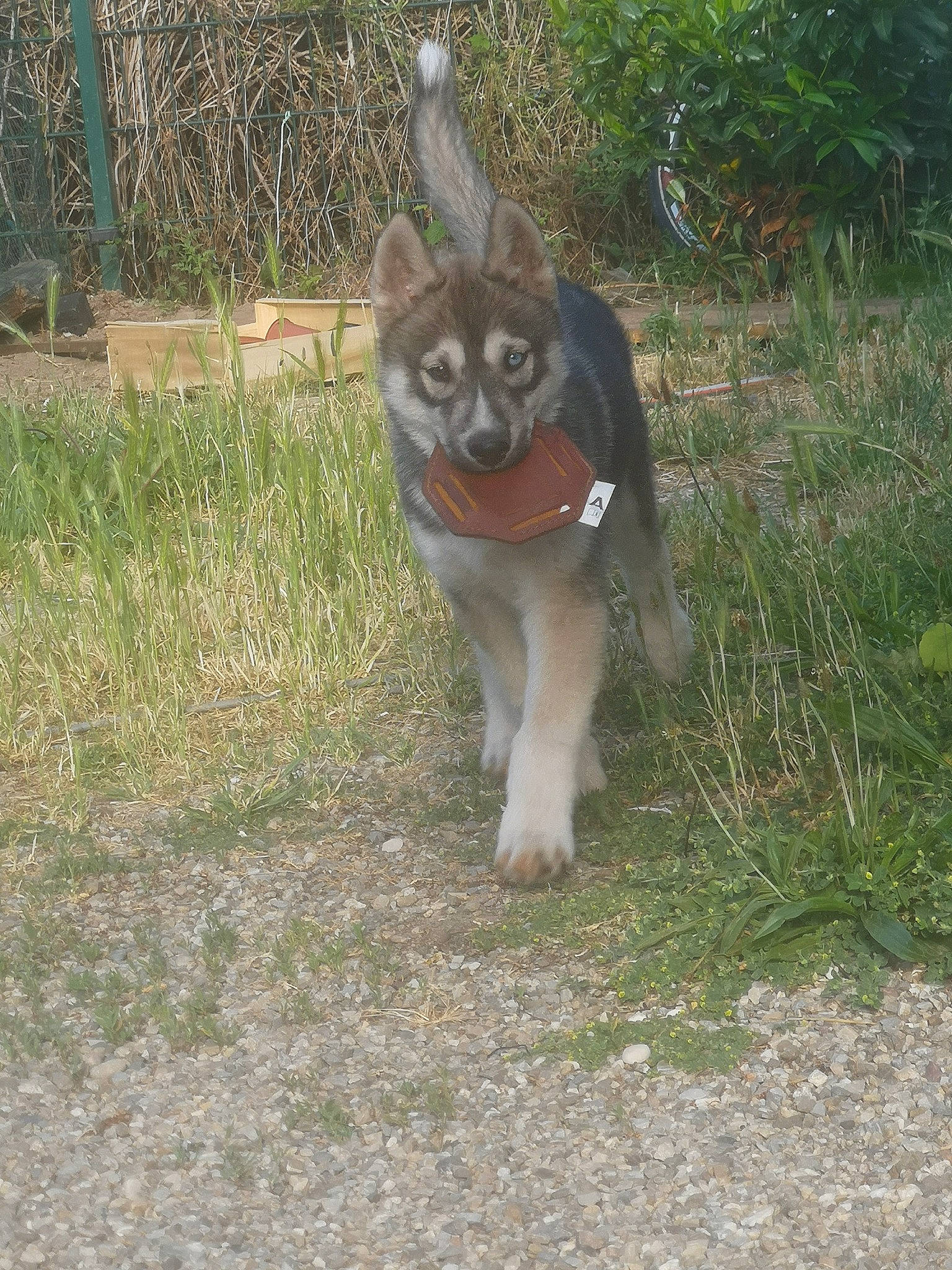 Thor a rejoint le concours — aidez-le/la à gagner de superbes lots ! canidae, carnivore, companion_dog, dog, dog_breed, fawn, felidae, fur, grass, herding_dog, plant, sled_dog, small_to_medium_sized_cats, snout, sporting_group, tail, terrestrial_animal, whiskers, working_animal, working_dog