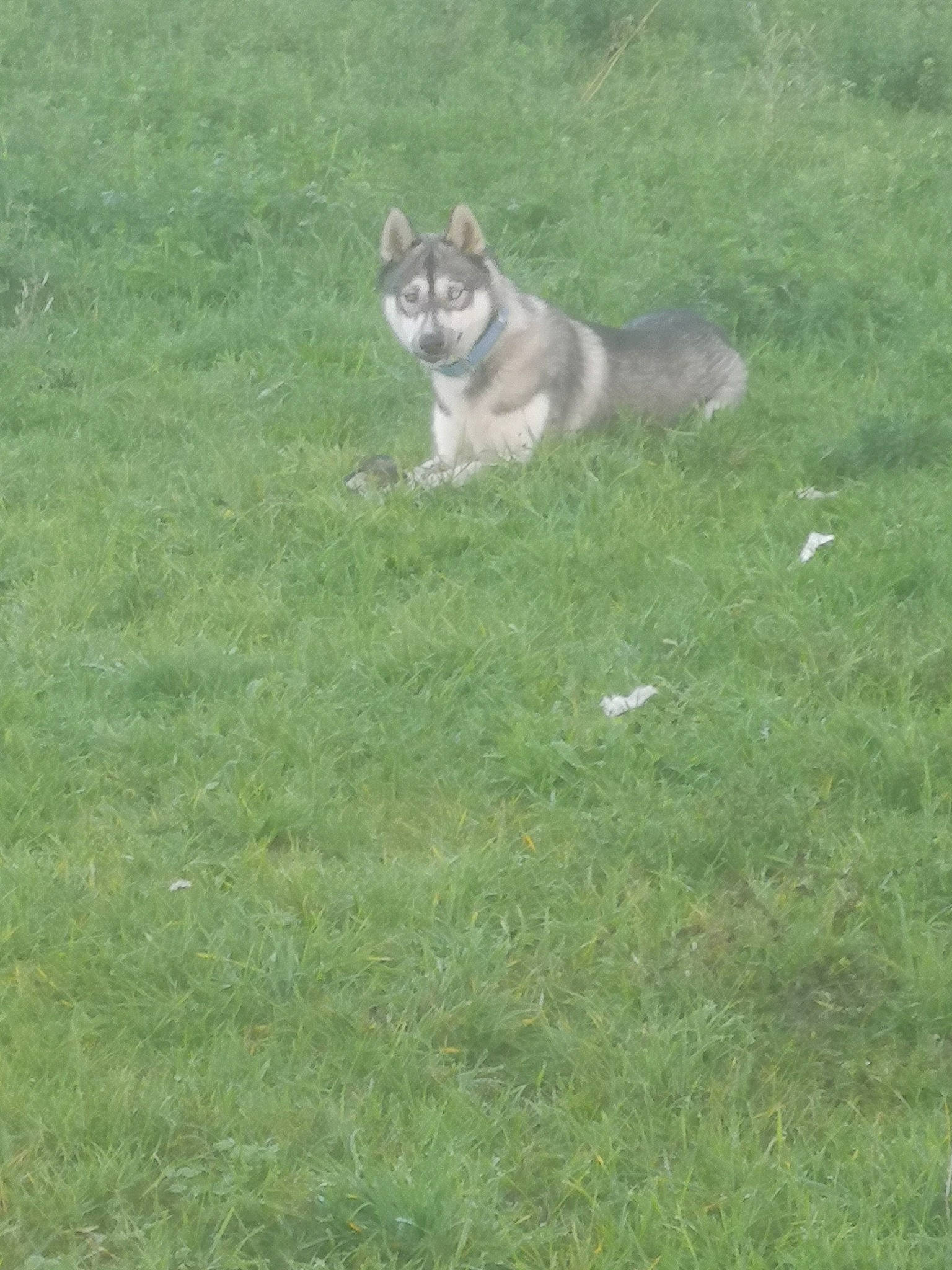 Thor participe au concours pour gagner de l'argent avec cette photo : canidae, carnivore, dog_breed, fawn, felidae, grass, grassland, groundcover, lawn, meadow, pasture, prairie, sled_dog, small_to_medium_sized_cats, sporting_group, tail, terrestrial_animal, whiskers, wildlife, wolf