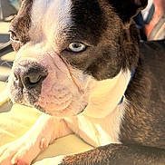 Stewie is registered to the contest to win money with this photo: dog, boston_terrier, pet, close_up, portrait, blue_eyes, upright_ears, paws, nose, fur, whiskers, sunlight, outdoor, backyard, person_in_background, collar, fabric, relaxed, lounging, canine_face