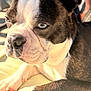 dog, boston_terrier, pet, close_up, portrait, blue_eyes, upright_ears, paws, nose, fur, whiskers, sunlight, outdoor, backyard, person_in_background, collar, fabric, relaxed, lounging, canine_face