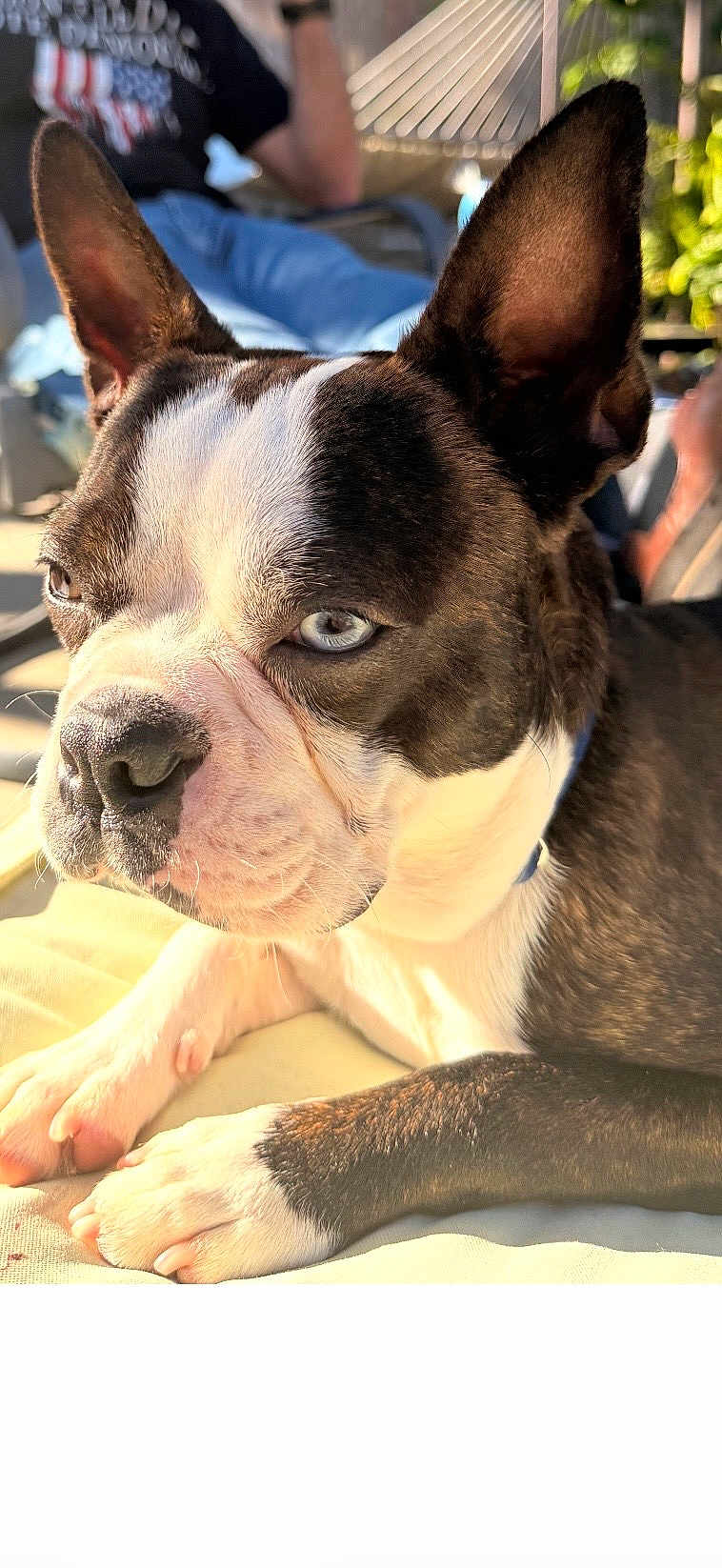Stewie is registered to the contest to win money with this photo: dog, boston_terrier, pet, close_up, portrait, blue_eyes, upright_ears, paws, nose, fur, whiskers, sunlight, outdoor, backyard, person_in_background, collar, fabric, relaxed, lounging, canine_face