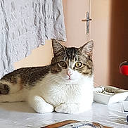 Nekko a rejoint le concours — aidez-le/la à gagner de superbes lots ! aegean_cat, american_shorthair, asian, carnivore, cat, domestic_short_haired_cat, european_shorthair, felidae, floor, kitten, norwegian_forest_cat, paper, paw, room, small_to_medium_sized_cats, tabby_cat, table, whiskers