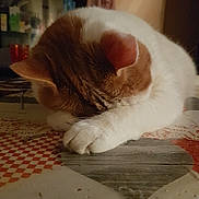 Chip participe au concours pour gagner de l'argent avec cette photo : cat, cat_like_mammal, domestic_short_haired_cat, ear, fauna, fur, kitten, nose, paw, skin, small_to_medium_sized_cats, snout, whiskers