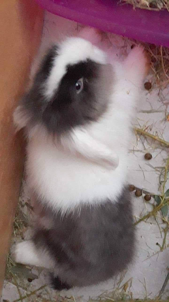 Roxie participe au concours pour gagner de l'argent avec cette photo : domestic_rabbit, fawn, guinea_pig, mammal, rabbit, rabbits_and_hares, whiskers