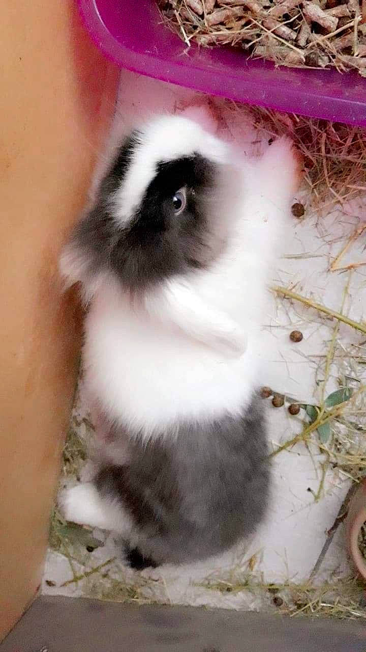 Roxie a rejoint le concours — aidez-le/la à gagner de superbes lots ! angora_rabbit, domestic_rabbit, fawn, guinea_pig, iris, rabbit, rabbits_and_hares, whiskers