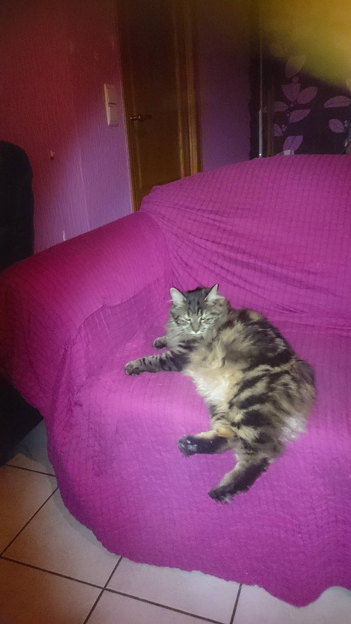 Nutella a rejoint le concours — aidez-le/la à gagner de superbes lots ! bed, carnivore, cat, domestic_short_haired_cat, dragon_li, egyptian_mau, european_shorthair, felidae, fur, kitten, kurilian_bobtail, norwegian_forest_cat, pixie_bob, room, small_to_medium_sized_cats, tail, whiskers