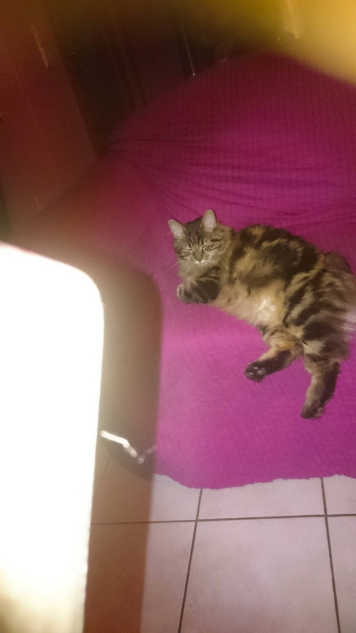 Nutella participe au concours pour gagner de l'argent avec cette photo : california_spangled, carnivore, cat, domestic_short_haired_cat, dragon_li, european_shorthair, felidae, fur, kitten, kurilian_bobtail, maine_coon, mammal, norwegian_forest_cat, ocicat, pixie_bob, small_to_medium_sized_cats, tabby_cat, tail, whiskers