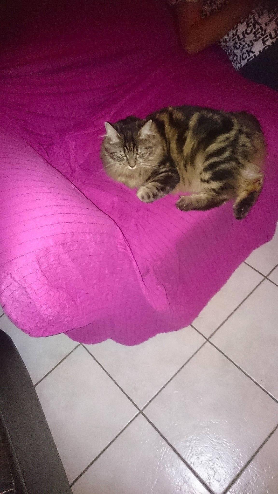 Nutella participe au concours pour gagner de l'argent avec cette photo : american_shorthair, carnivore, cat, domestic_short_haired_cat, european_shorthair, fawn, felidae, kitten, mammal, pink, small_to_medium_sized_cats, tail, whiskers