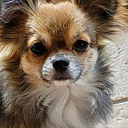Zia participe au concours pour gagner de l'argent avec cette photo : animal, black_nose, brown, close_up, companion, cute, dog, domestic, ears, face, fluffy, fur, gray, indoor, long_hair, looking, pet, sitting, tile_floor, white