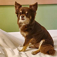 Guizmo Bb participe au concours pour gagner de l'argent avec cette photo : dog, brown_dog, small_dog, pet, indoor, bed, white_bedspread, ears, fur, sitting, looking, wall, headboard, domestic_animal, canine, animal, cute, fluffy, companion, resting