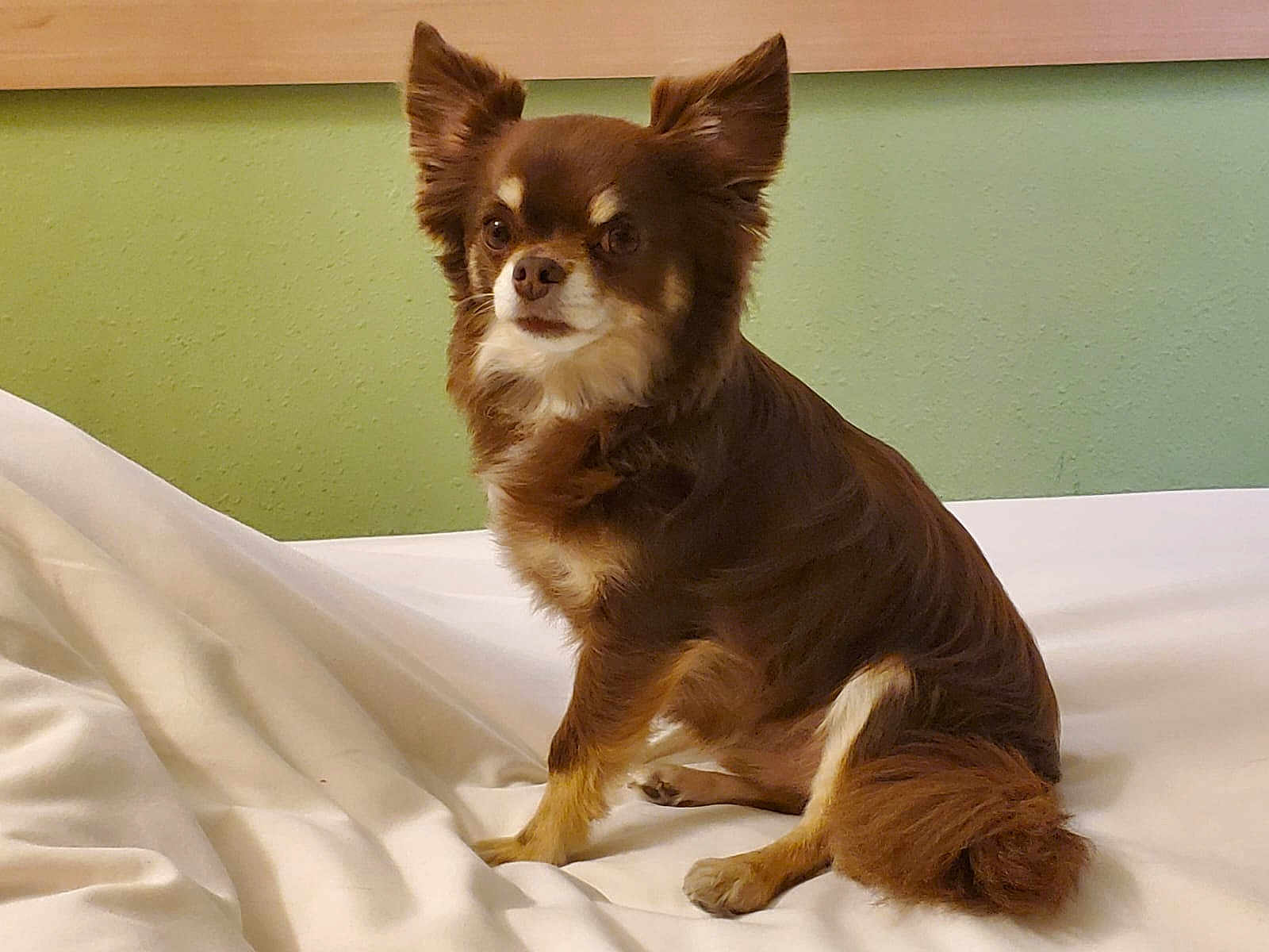 Guizmo Bb participe au concours pour gagner de l'argent avec cette photo : dog, brown_dog, small_dog, pet, indoor, bed, white_bedspread, ears, fur, sitting, looking, wall, headboard, domestic_animal, canine, animal, cute, fluffy, companion, resting