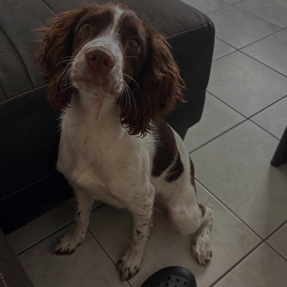 Nala participe au concours pour gagner de l'argent avec cette photo : animal, attention, brown_and_white, companion, couch, cute, dog, domestic, ears, floor, fur, indoor, looking_up, paw, pet, sitting, snout, tile_floor, waiting, whiskers
