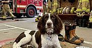Nala participe au concours pour gagner de l'argent avec cette photo : dog, spaniel, fire_station, fire_truck, firefighter, firefighter_gear, turnout_gear, helmet, boots, rescue_equipment, station, indoor, working_dog, service_dog, lying_down, dog_bed, brown_and_white, portrait, uniform, emergency_services