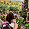 dog, spaniel, pet, harness, brown_and_white, floppy_ears, portrait, animal, person, holding, garden, flowers, potted_plants, terrace, stone, village, countryside, landscape, tuscany, outdoor