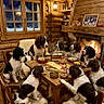 Nala participe au concours pour gagner de l'argent avec cette photo : dogs, spaniels, pets, animal_group, dinner_table, food, cabin, log_cabin, fireplace, fire, rustic, wooden_interior, cozy, winter, snow, dining, chairs, table, warm_lighting, comical