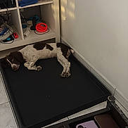 Nala a rejoint le concours — aidez-le/la à gagner de superbes lots ! black_mat, corner, dog, electronics, flooring, home, indoor, lying_down, natural_light, objects, pet, phone_case, relaxed, shadow, shelf, storage, table, tile_floor, wall, white_and_brown_coat