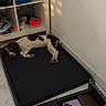 black_mat, corner, dog, electronics, flooring, home, indoor, lying_down, natural_light, objects, pet, phone_case, relaxed, shadow, shelf, storage, table, tile_floor, wall, white_and_brown_coat