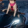 dog, spaniel, pet, animal, life_vest, pink_harness, jet_ski, personal_watercraft, ocean, sea, water, sailboat, boating, outdoor, sunset, portrait, sitting, front_facing, adventure, funny