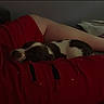 puppy, dog, sleeping, spotted_coat, black_and_white, pet, animal, blanket, red_blanket, person, legs, bed, indoor, cozy, window, night, colored_lights, relaxed, cuddle, text_overlay