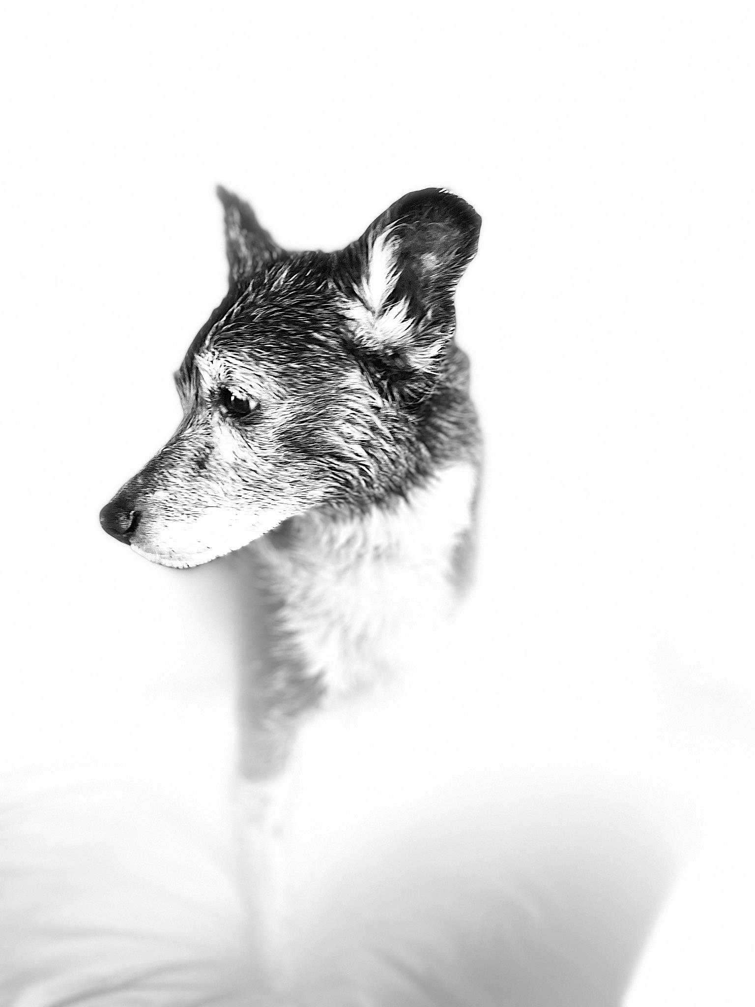 Daisy participe au concours pour gagner de l'argent avec cette photo : art, carnivore, close_up, dog, dog_breed, fur, grey, monochrome, monochrome_photography, snout, terrestrial_animal, whiskers, wildlife, working_dog