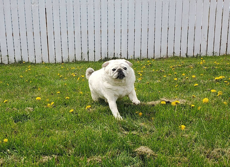 Pepper joined the competition — help win amazing prizes! canidae, carnivore, companion_dog, dog, dog_breed, fawn, fence, flower, garden, grass, grassland, groundcover, herbaceous_plant, home_fencing, pasture, petal, plant, sporting_group, tail, yard