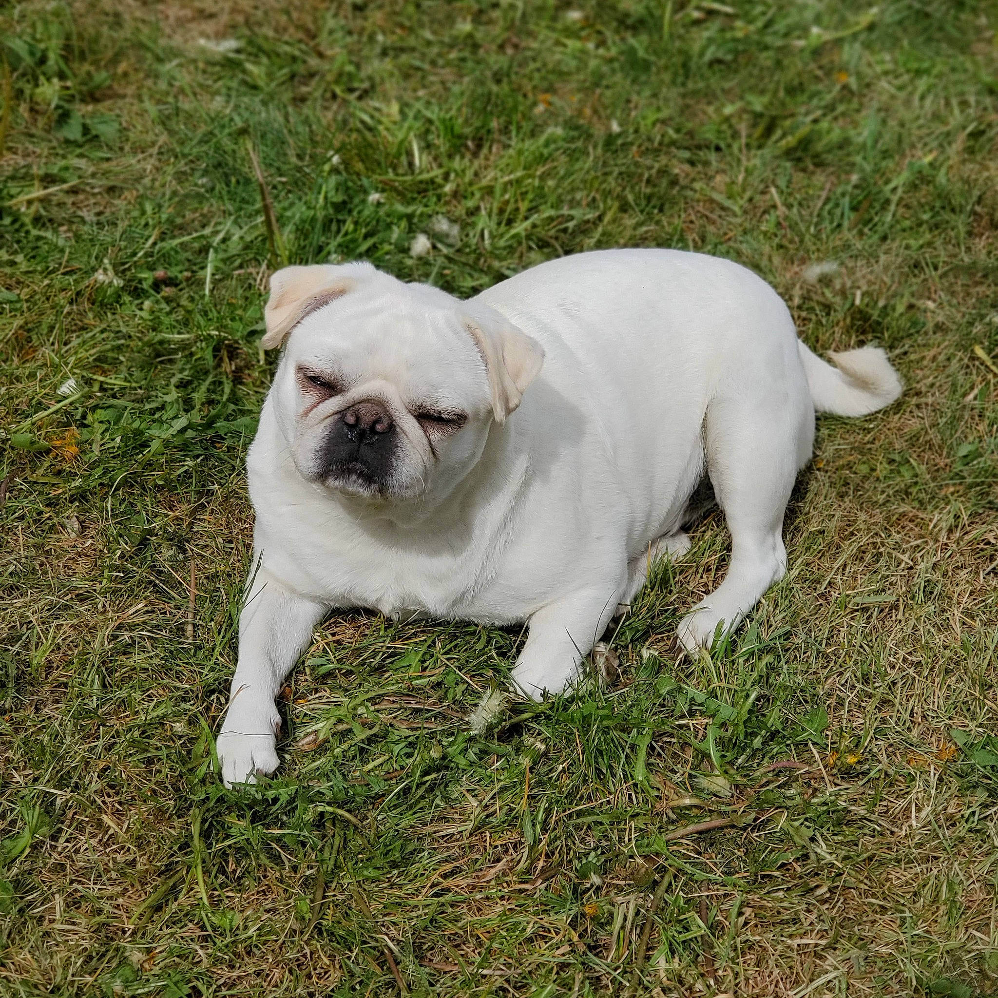 Blossom is registered to the contest to win money with this photo: bulldog, canidae, carnivore, companion_dog, dog, dog_breed, fawn, grass, molosser, non_sporting_group, pug, snout, sporting_group, terrestrial_animal, toy_dog, tree, wrinkle