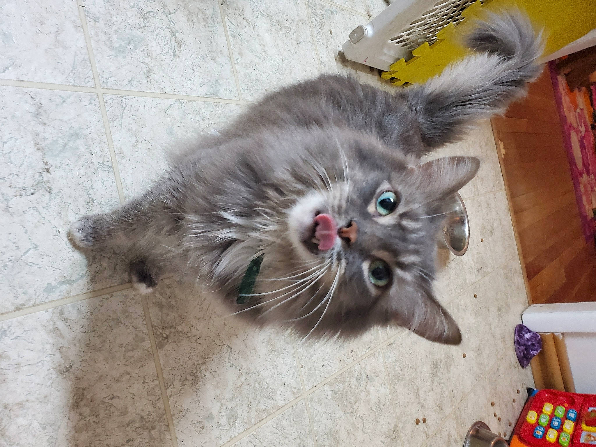 Aki is registered to the contest to win money with this photo: carnivore, cat, cat_toy, claw, domestic_short_haired_cat, fawn, felidae, foot, fur, paw, small_to_medium_sized_cats, snout, tail, whiskers