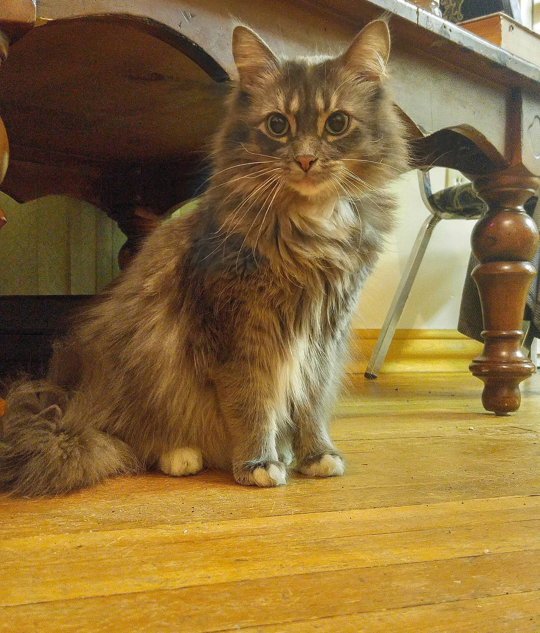 Aki is registered to the contest to win money with this photo: carnivore, cat, chair, claw, domestic_short_haired_cat, fawn, felidae, flooring, fur, hardwood, paw, sitting, small_to_medium_sized_cats, snout, tail, terrestrial_animal, whiskers, window, wood, wood_flooring