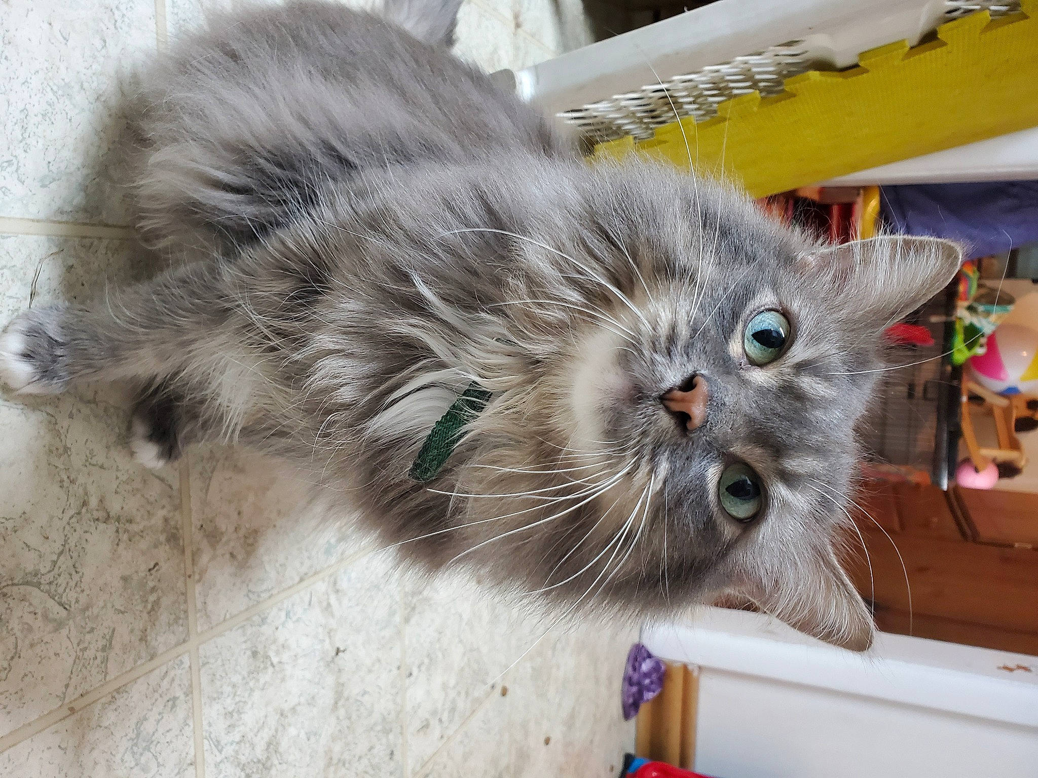 Aki is registered to the contest to win money with this photo: animal_shelter, british_longhair, carnivore, cat, claw, comfort, domestic_short_haired_cat, felidae, fur, grey, paw, russian_blue, small_to_medium_sized_cats, snout, tail, whiskers
