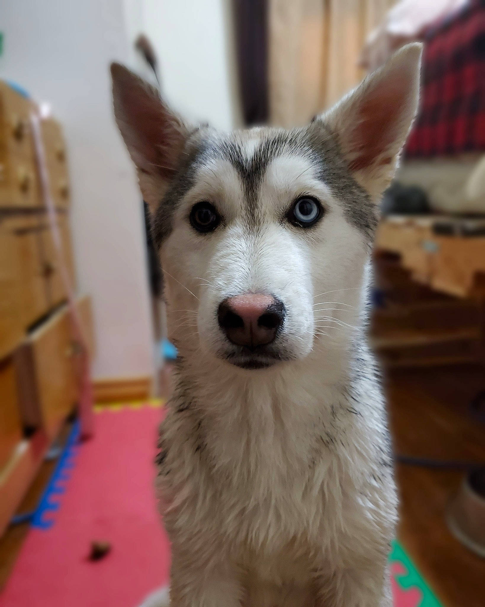 Eclipse is registered to the contest to win money with this photo: ancient_dog_breeds, canidae, canis, carnivore, dog, dog_breed, eye, flooring, fur, siberian_husky, sled_dog, terrestrial_animal, whiskers, wildlife, wolf, working_animal, working_dog