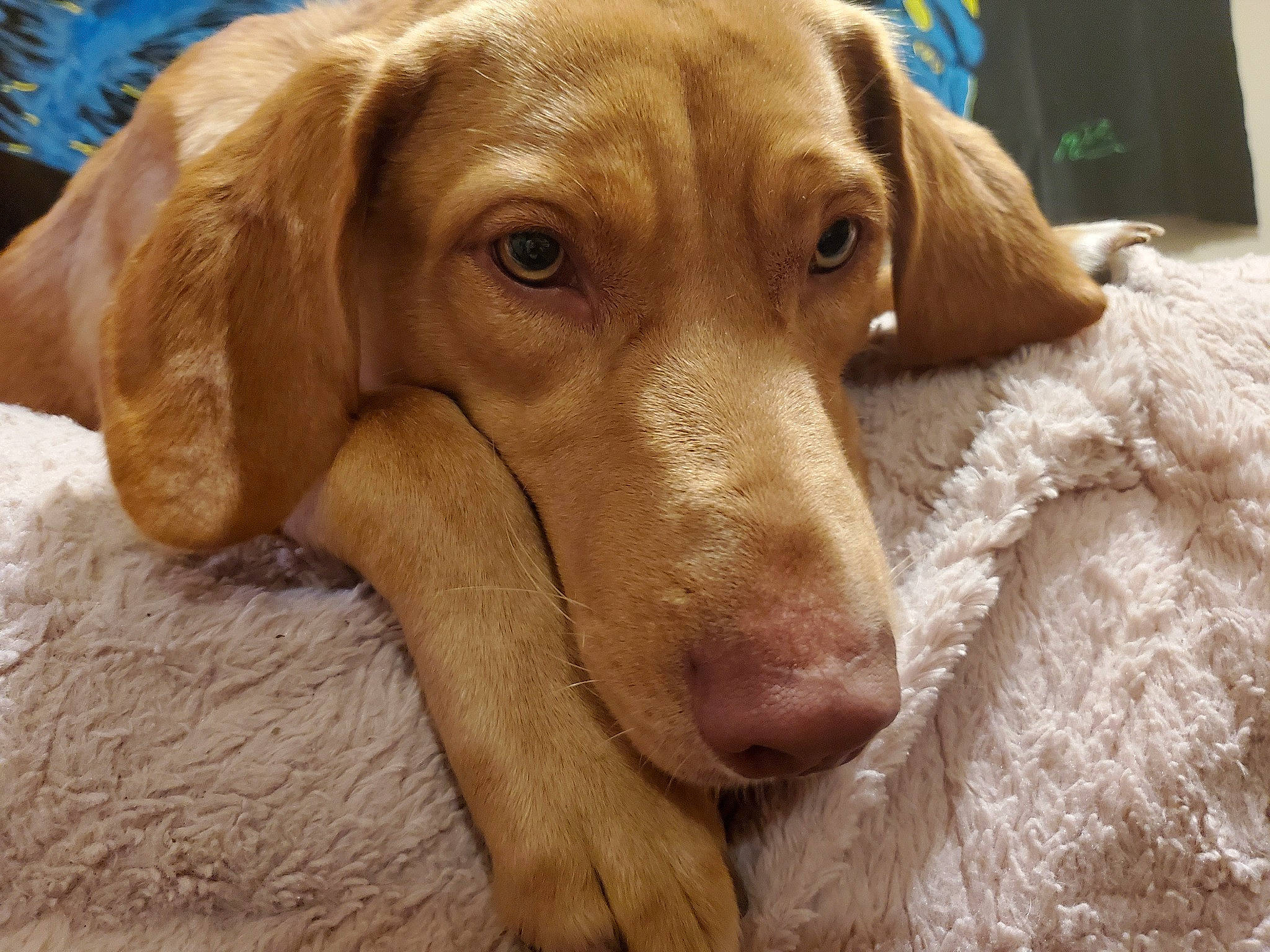 Toffee is registered to the contest to win money with this photo: carnivore, companion_dog, dog, dog_breed, ear, fawn, fur, gun_dog, hardwood, hound, liver, pet_supply, plant, retriever, snout, sporting_group, terrestrial_animal, whiskers, wood, working_animal