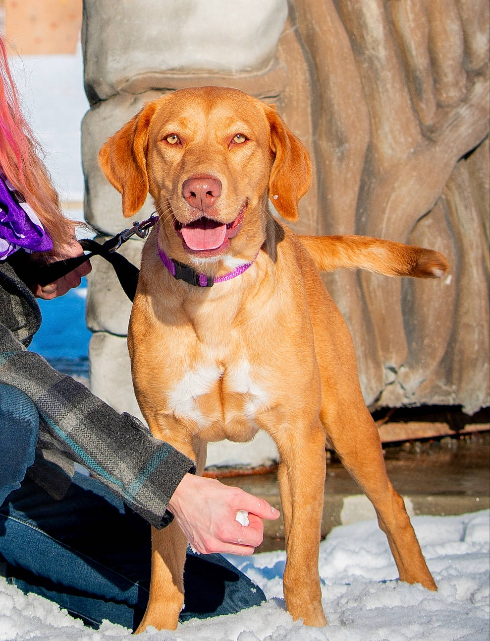 Toffee is registered to the contest to win money with this photo: canidae, carnivore, collar, companion_dog, dog, dog_breed, dog_collar, dog_supply, fashion_accessory, fawn, fur, hat, leash, liver, orange, pet_supply, snout, snow, sporting_group, working_animal