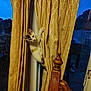 Milkshake is registered to the contest to win money with this photo: cat, kitten, curtain, window, curtain_pattern, climbing, paw, wooden_chair, indoor, evening, backyard, dog, sliding_door, reflection, fabric, playful, pet, furniture, domestic, table_outside
