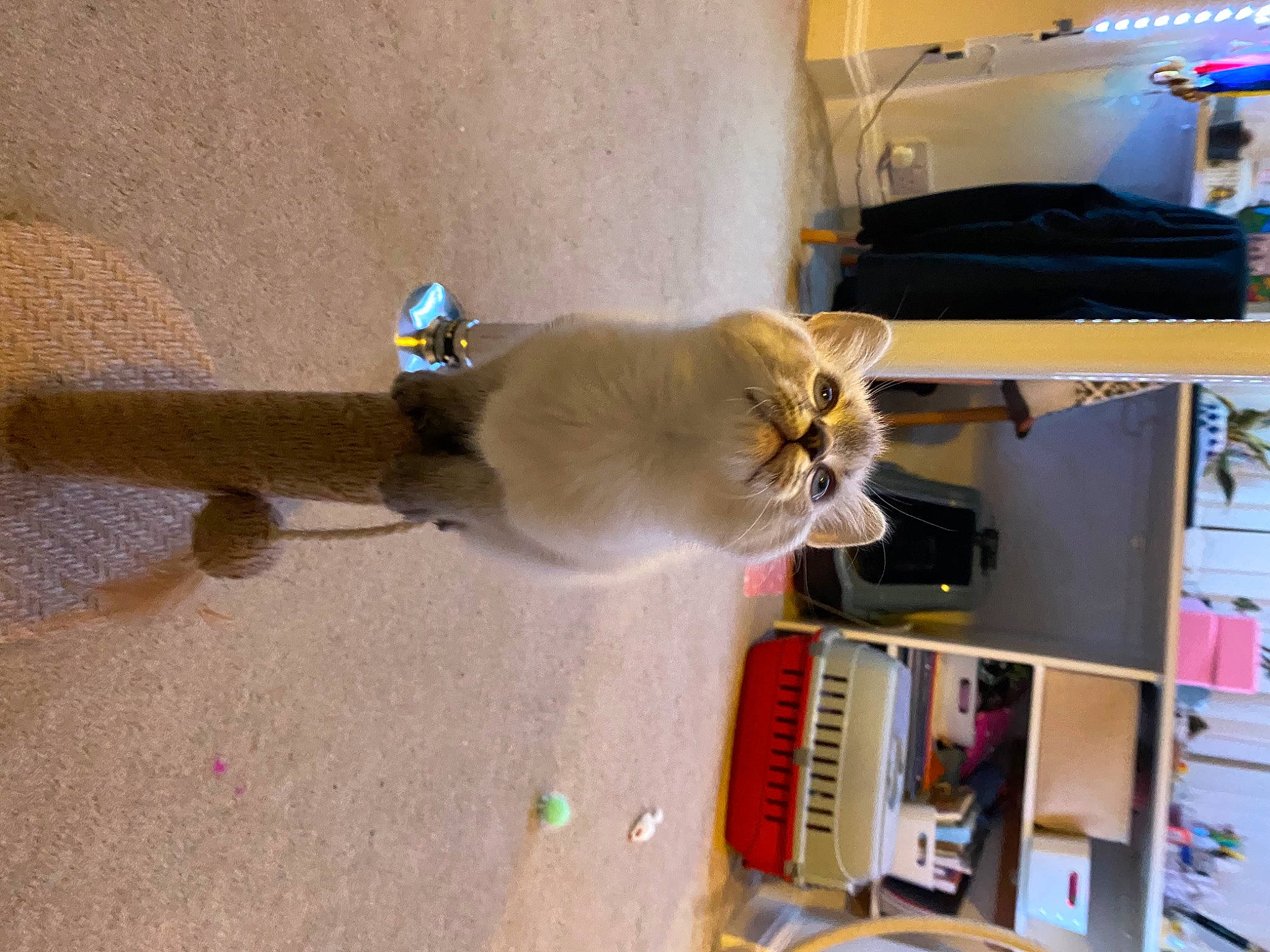 Suki is registered to the contest to win money with this photo: bookcase, carnivore, cat, domestic_short_haired_cat, felidae, flooring, fur, hardwood, machine, paw, publication, refrigerator, room, shelf, shelving, small_to_medium_sized_cats, tail, whiskers, wood