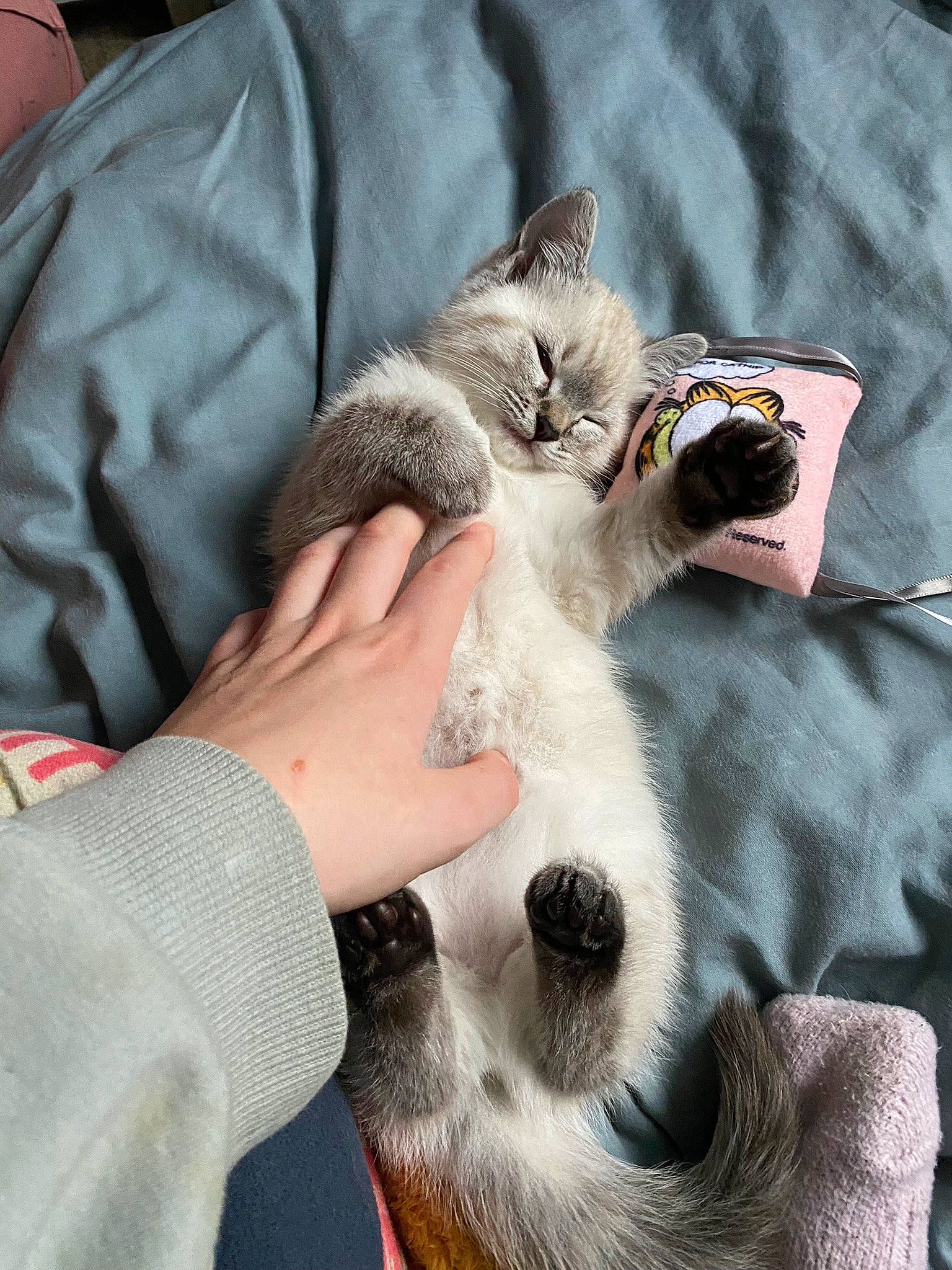 Suki joined the competition — help win amazing prizes! canidae, carnivore, cat, claw, comfort, domestic_short_haired_cat, fang, fawn, felidae, finger, fur, hand, linens, nail, paw, safety_glove, small_to_medium_sized_cats, snout, whiskers, wildlife_biologist