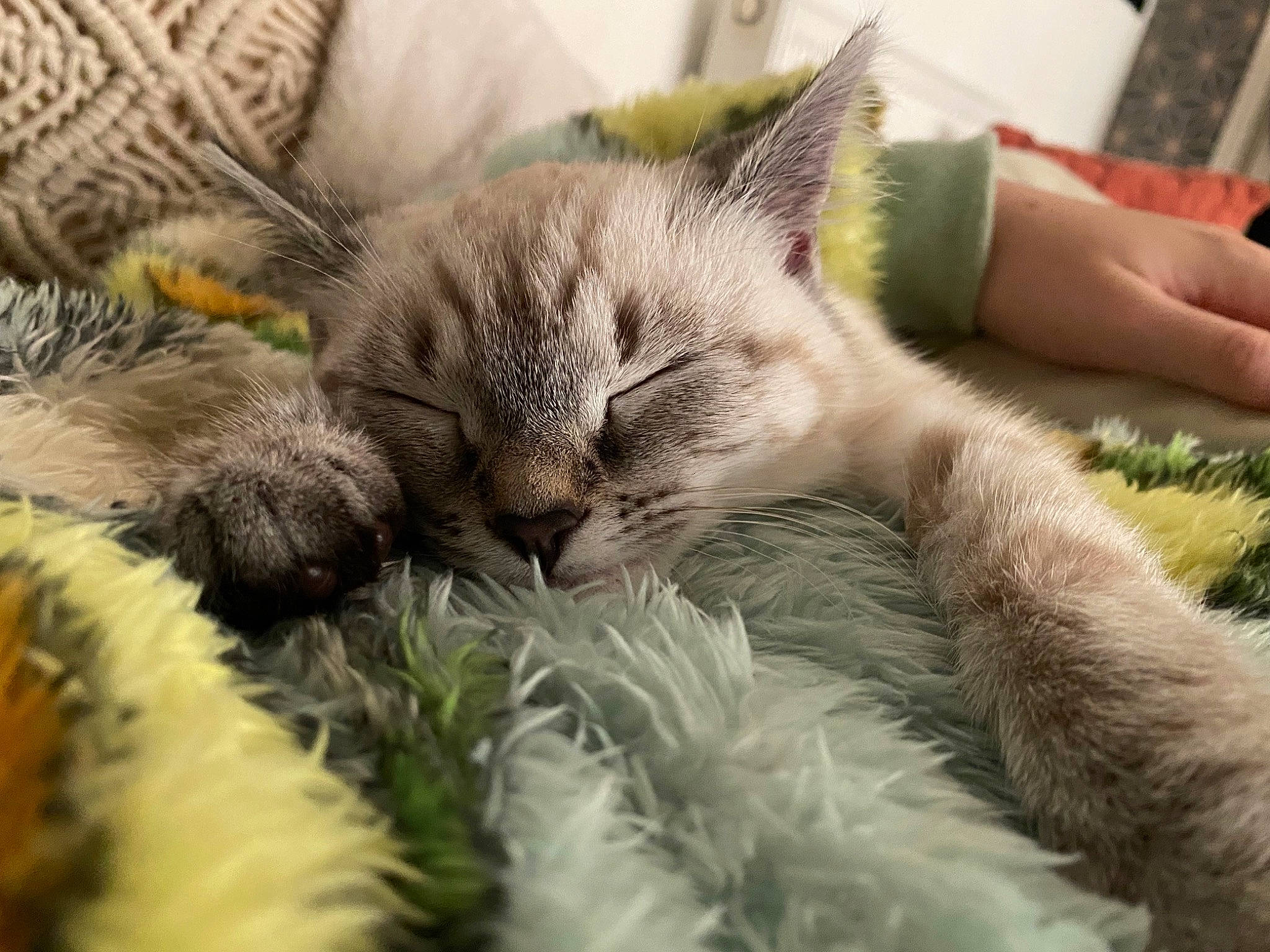 Suki is registered to the contest to win money with this photo: carnivore, cat, claw, comfort, domestic_short_haired_cat, felidae, fur, grass, nap, paw, sleep, small_to_medium_sized_cats, snout, tail, whiskers