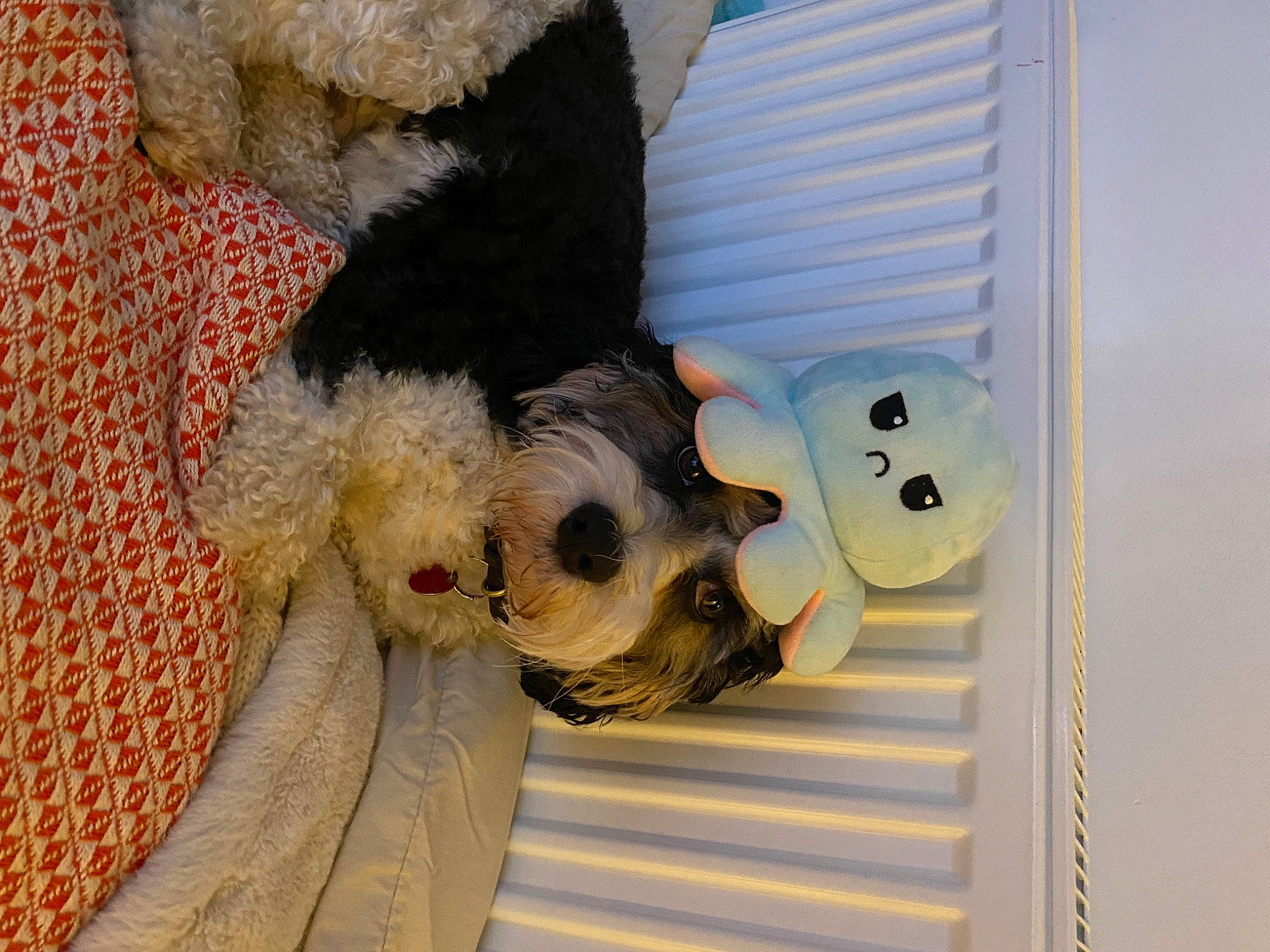 Badger joined the competition — help win amazing prizes! art, canidae, carnivore, companion_dog, dog_breed, dog_clothes, fashion_design, fawn, fur, non_sporting_group, plush, room, snout, sporting_group, stuffed_toy, sunglasses, toy, visual_arts, window, working_animal